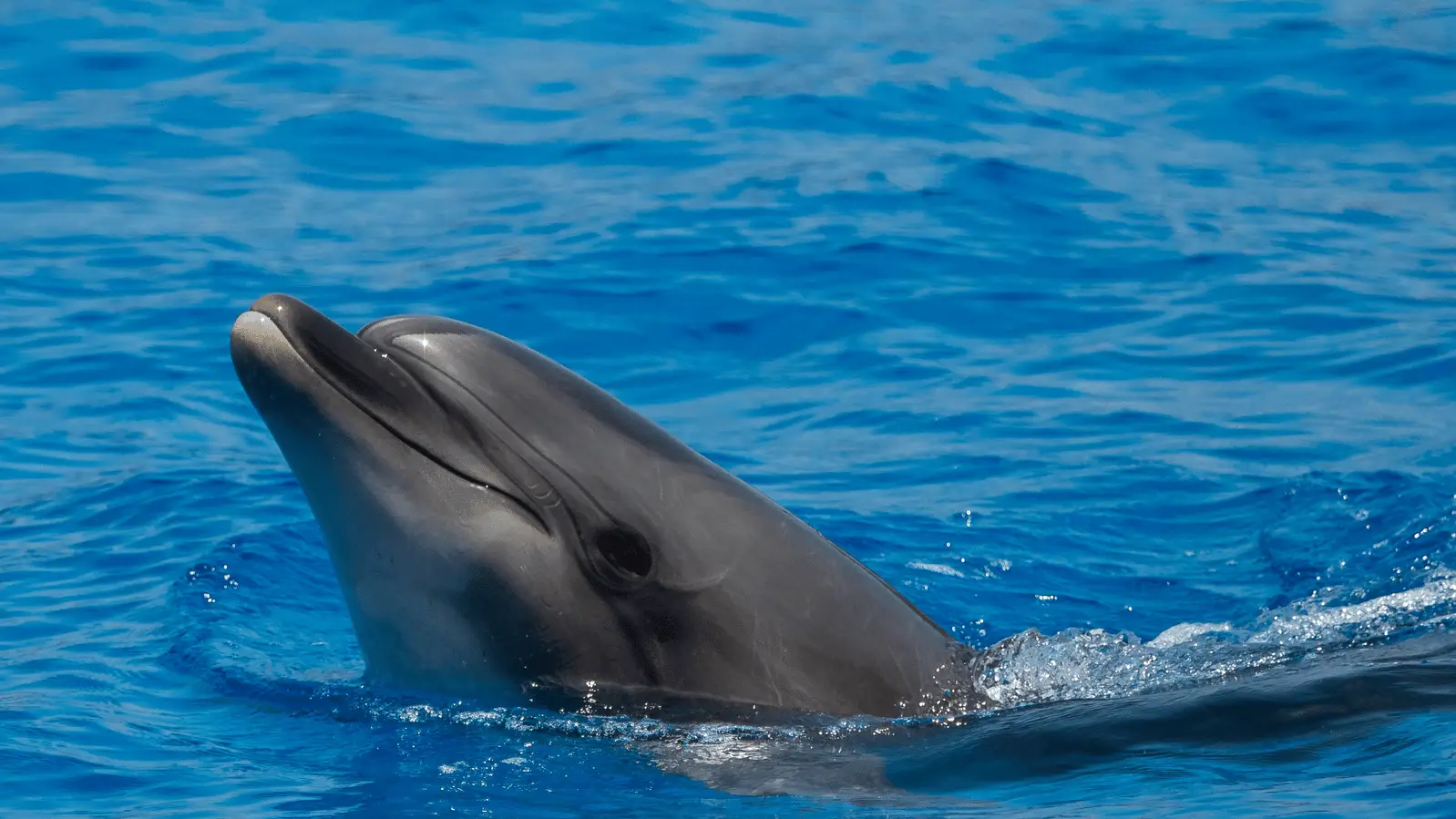 DOLPHIN TRIP & BOAT TRIP